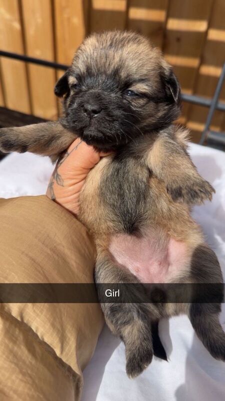 Jack Russell Cross Shih Tzu pups for sale - Image 2 of 3