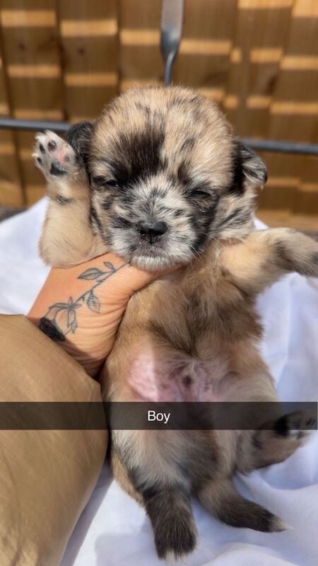 Jack Russell Cross Shih Tzu pups for sale - Image 3 of 3