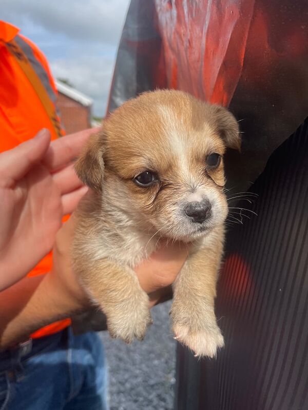 Shih Tzu puppies for sale in Rumney / Rhymni, South Glamorgan – 8 weeks old