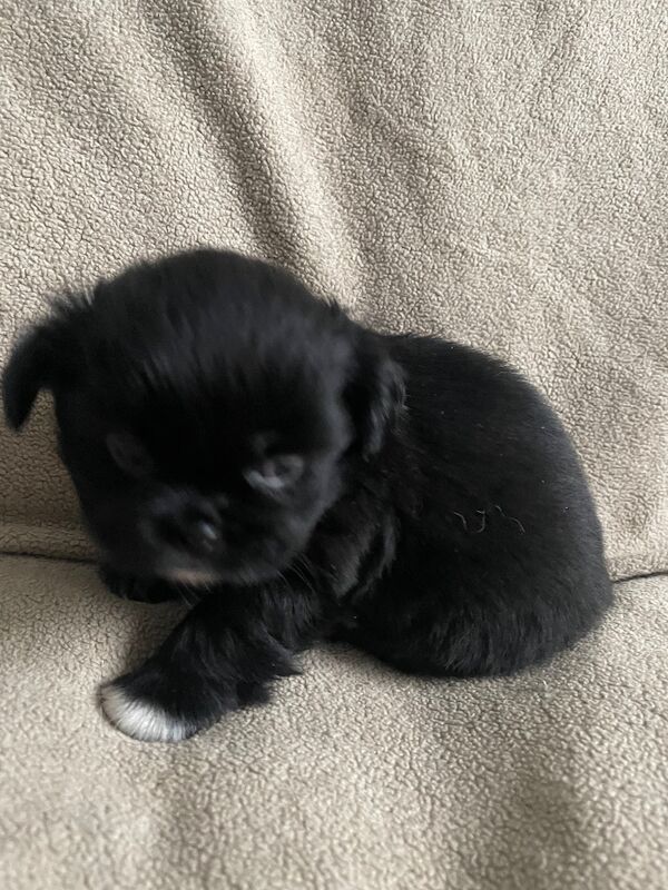 KC Pedigree Shihtzu puppies for sale, Imperial karashishi lines - Image 2 of 13