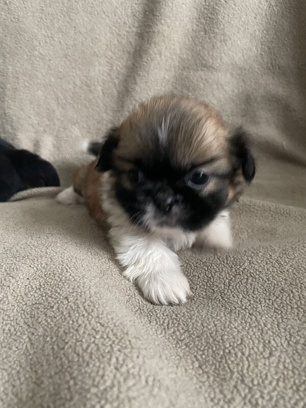 KC Pedigree Shihtzu puppies for sale, Imperial karashishi lines - Image 3 of 13
