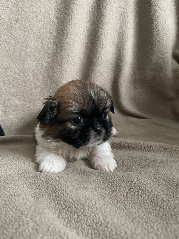 KC Pedigree Shihtzu puppies for sale, Imperial karashishi lines - Image 4 of 13