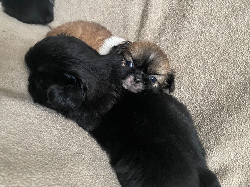 KC Pedigree Shihtzu puppies for sale, Imperial karashishi lines - Image 5 of 13