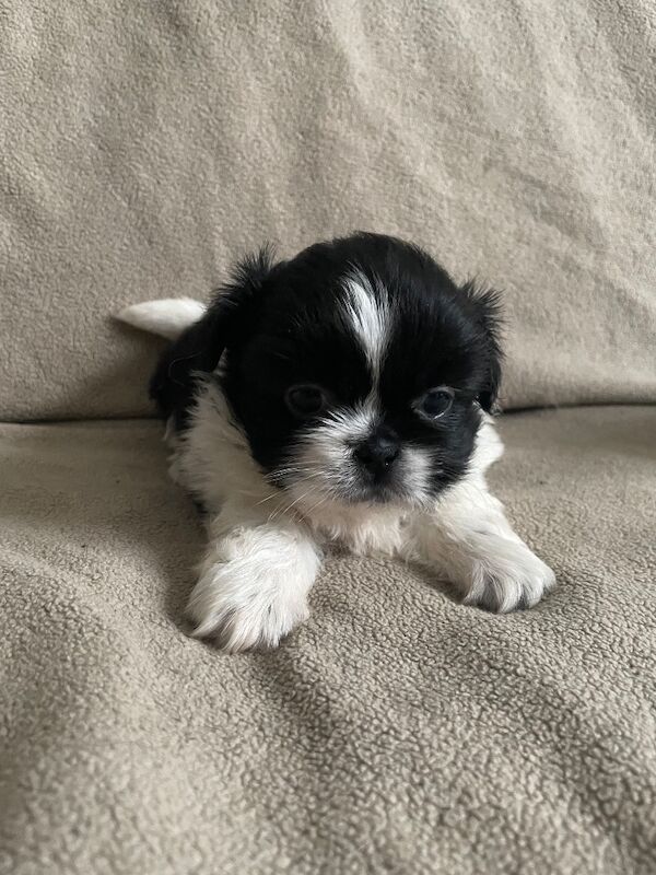 KC Pedigree Shihtzu puppies for sale, Imperial karashishi lines - Image 9 of 13