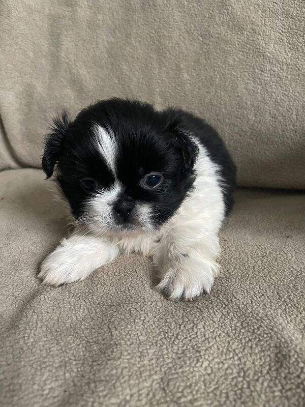 KC Pedigree Shihtzu puppies for sale, Imperial karashishi lines - Image 10 of 13