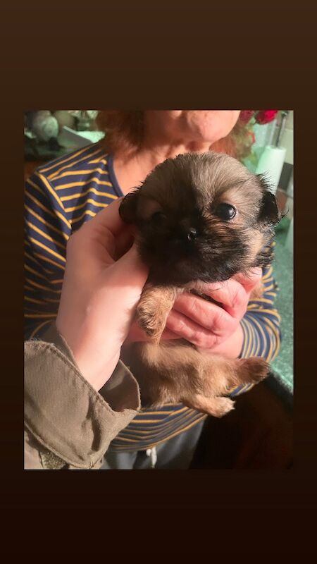 KC Pedigree Shihtzu puppies for sale, Imperial karashishi lines - Image 11 of 13