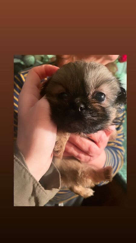 KC Pedigree Shihtzu puppies for sale, Imperial karashishi lines - Image 12 of 13