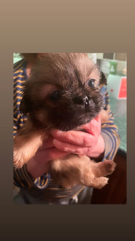KC Pedigree Shihtzu puppies for sale, Imperial karashishi lines - Image 13 of 13