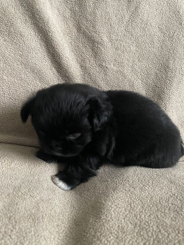 KC pedigree Shihtzu puppies for sale Karashishi Imperial lines - Image 2 of 3