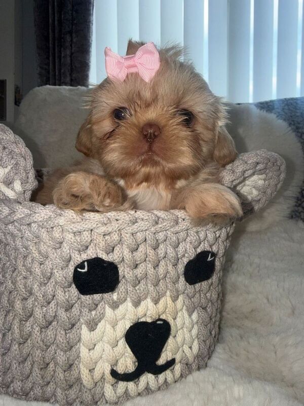 Kc reg Shih Tzu pups