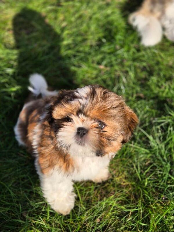 Shih Tzu puppies for sale in Norwich, Norfolk – KC registered, 10 weeks old