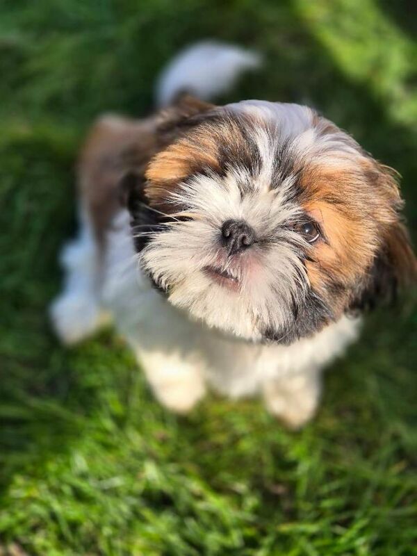 Shih Tzu puppies for sale in Norwich, Norfolk – KC registered, 10 weeks old - Image 2 of 3