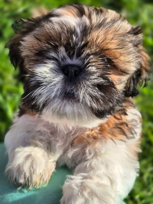 Shih Tzu puppies for sale in Norwich, Norfolk – KC registered, 10 weeks old - Image 3 of 3