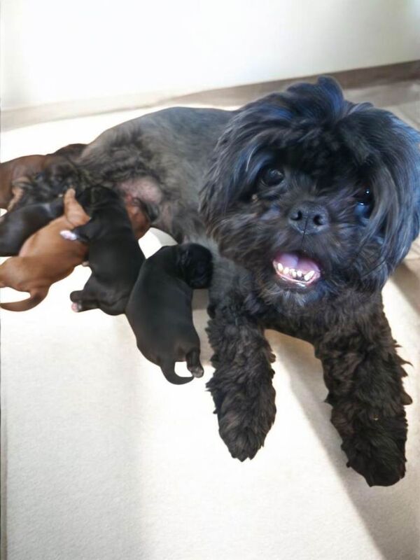Kc shih tzu imperial line