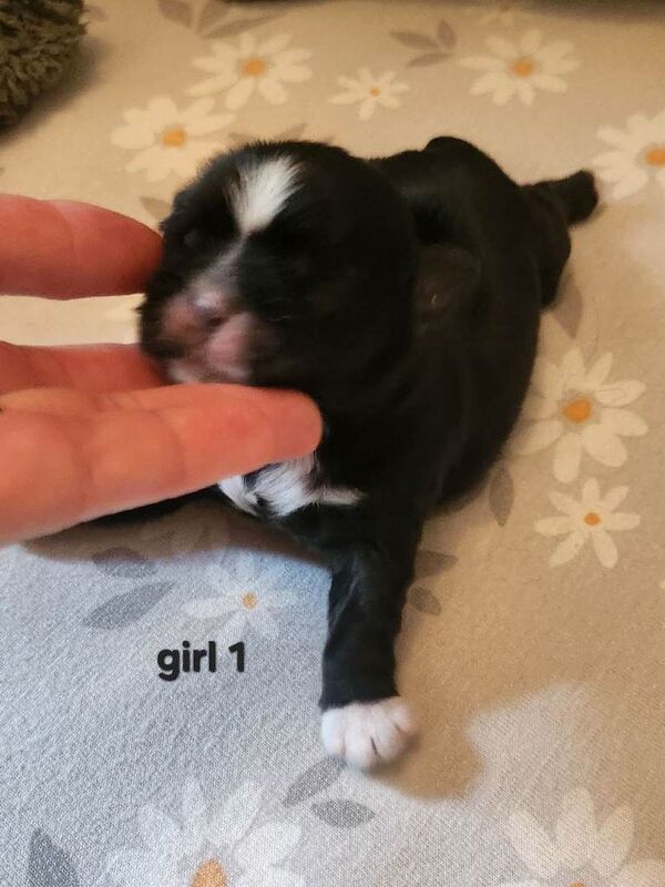 Kc shih tzu imperial line - Image 2 of 3