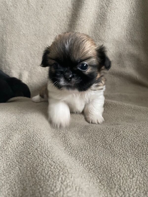 Shih Tzu puppies for sale in Enfield, London – KC registered, 5 weeks old