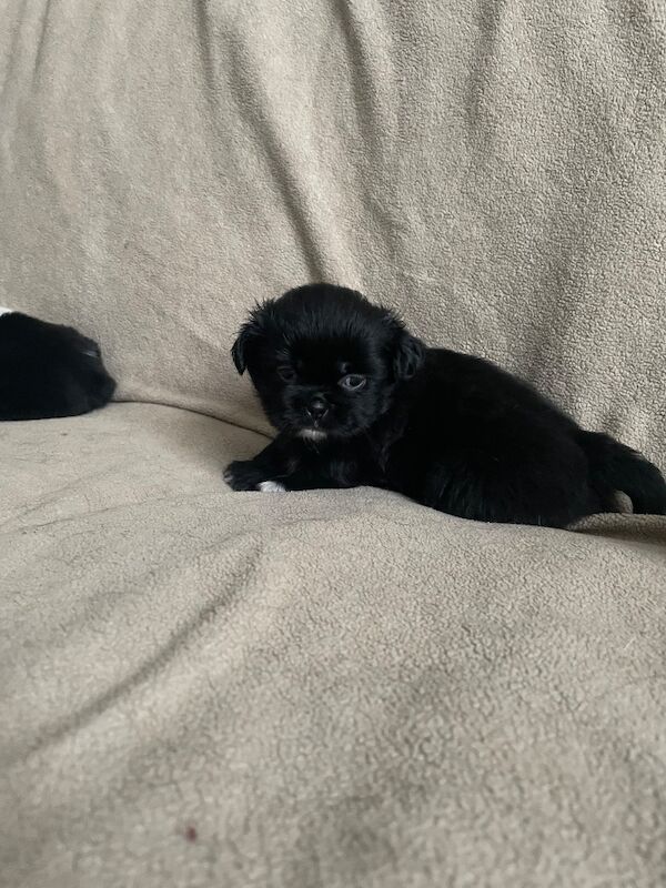 KC shihtzu pedigree puppies for sale Karashishi Imperial bloodlines - Image 2 of 10