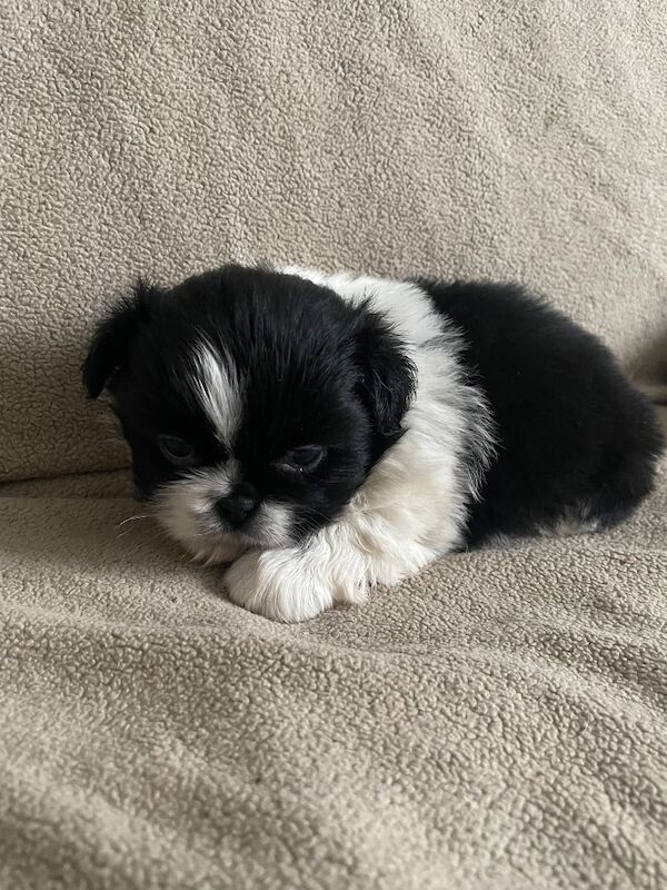 KC shihtzu pedigree puppies for sale Karashishi Imperial bloodlines - Image 3 of 10
