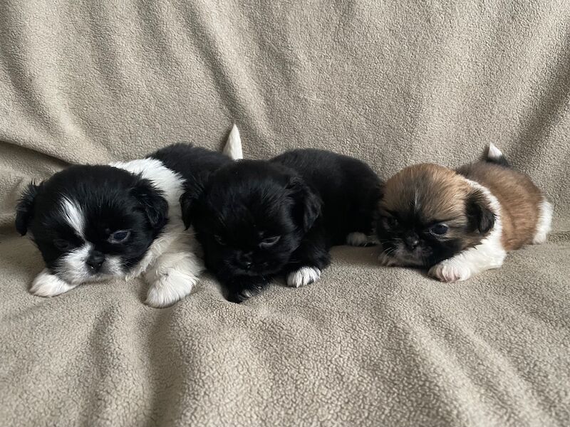 KC shihtzu pedigree puppies for sale Karashishi Imperial bloodlines - Image 4 of 10