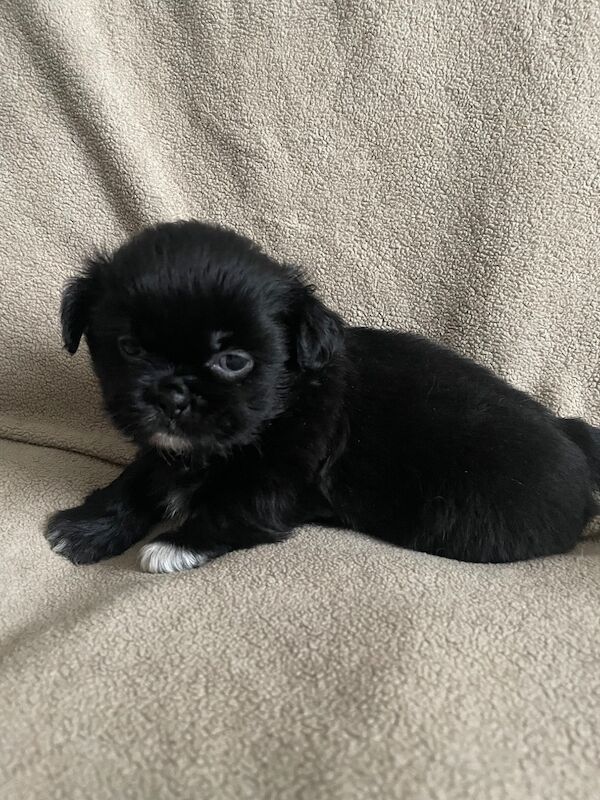 KC shihtzu pedigree puppies for sale Karashishi Imperial bloodlines - Image 5 of 10