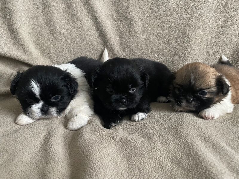 KC shihtzu pedigree puppies for sale Karashishi Imperial bloodlines - Image 6 of 10
