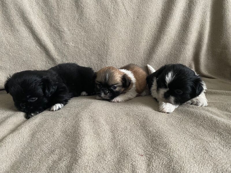 KC shihtzu pedigree puppies for sale Karashishi Imperial bloodlines - Image 7 of 10
