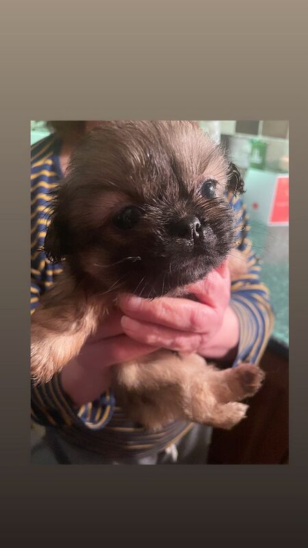 KC shihtzu pedigree puppies for sale Karashishi Imperial bloodlines - Image 8 of 10