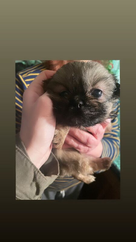 KC shihtzu pedigree puppies for sale Karashishi Imperial bloodlines - Image 9 of 10