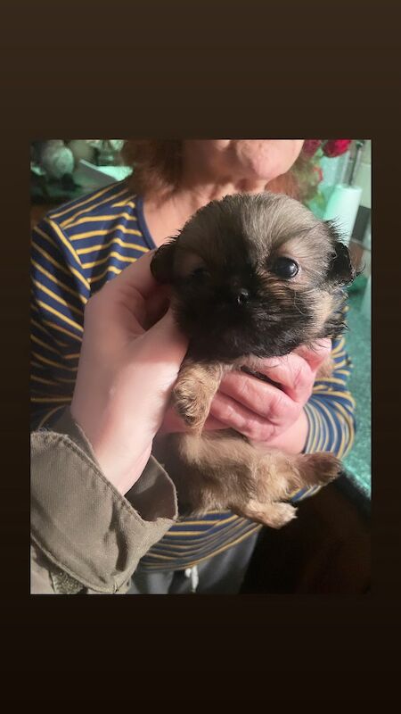 KC shihtzu pedigree puppies for sale Karashishi Imperial bloodlines - Image 10 of 10