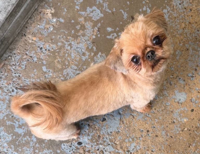 Shih Tzu Puppies For Sale