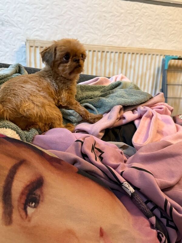 KC tiny adult female - Image 3 of 4
