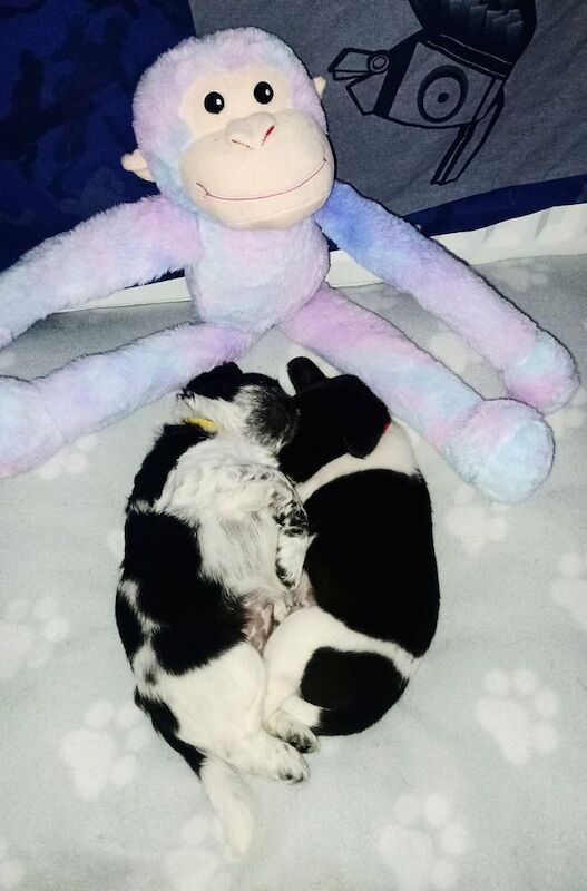 Shih Tzu puppies for sale in Washington, Tyne and Wear – 5 weeks old