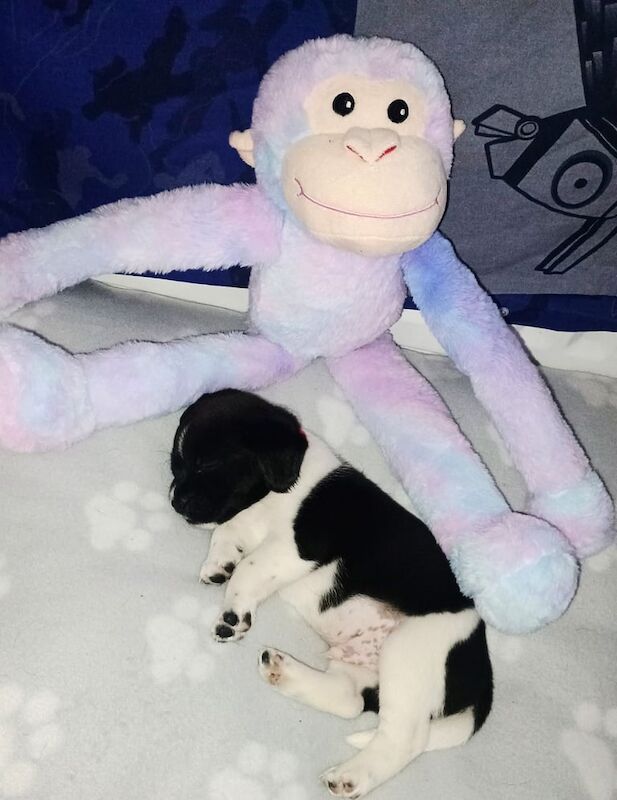 Shih Tzu puppies for sale in Washington, Tyne and Wear – 5 weeks old - Image 2 of 3