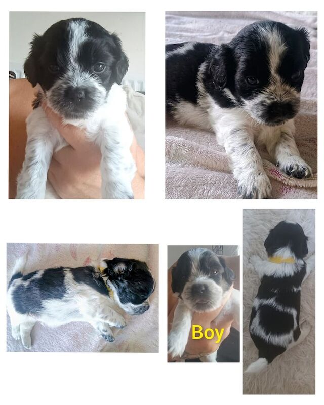 Shih Tzu puppies for sale in Washington, Tyne and Wear – 5 weeks old - Image 3 of 3
