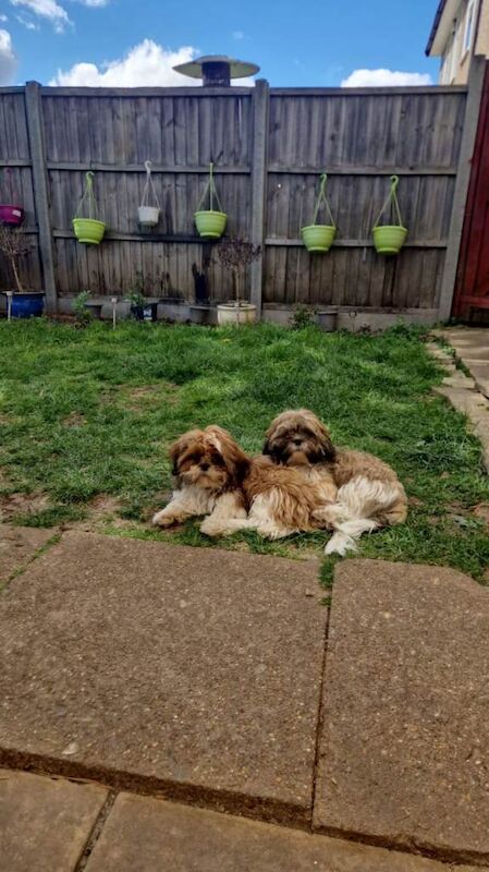 Shih Tzu Puppies For Sale