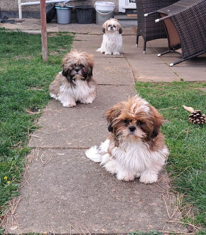 Last 2 male puppies for sale - Image 2 of 2