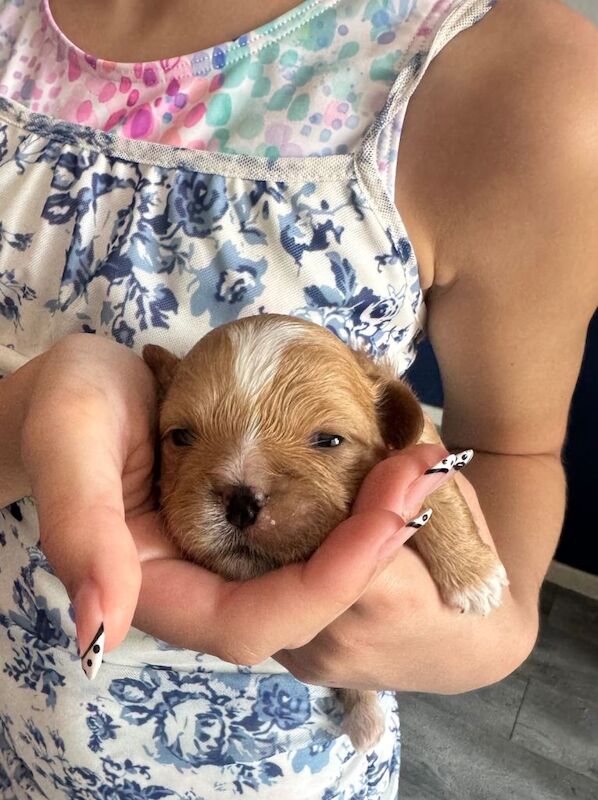 Shih Tzu Puppies For Sale