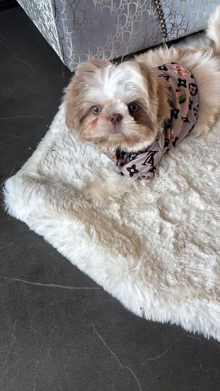 Shih Tzu puppies for sale in Gosport, Hampshire – 3 months old