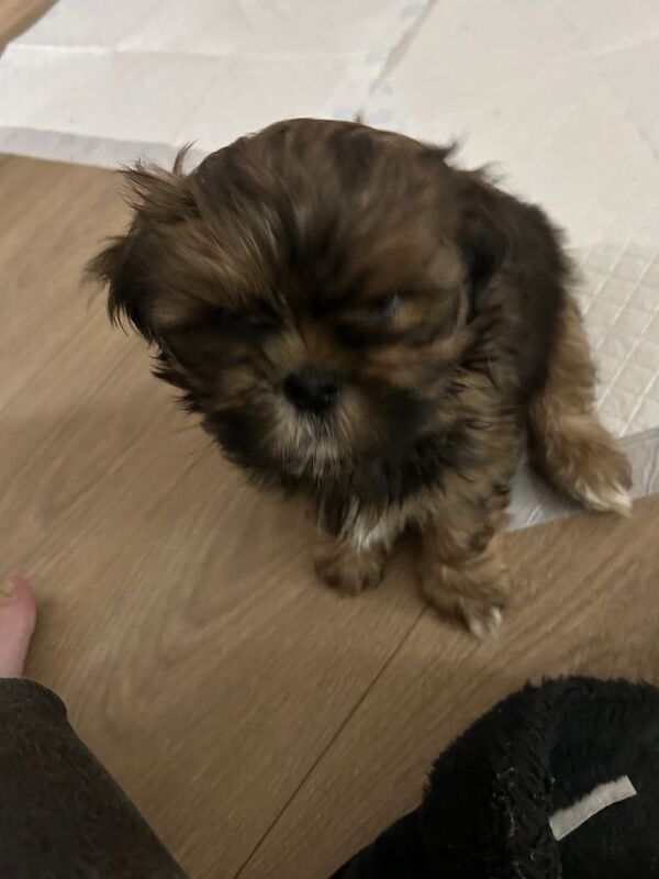 Shih Tzu puppies for sale in Chapelhall, Lanarkshire – 11 weeks old