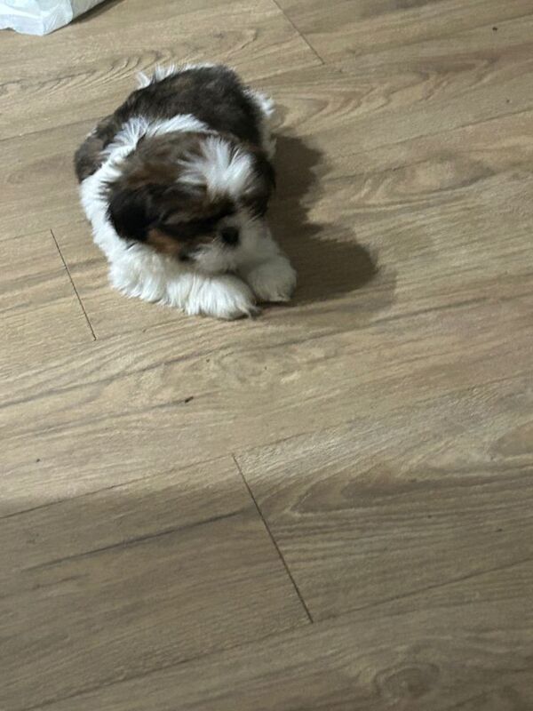 Shih Tzu puppies for sale in Chapelhall, Lanarkshire – 8 weeks old - Image 2 of 3