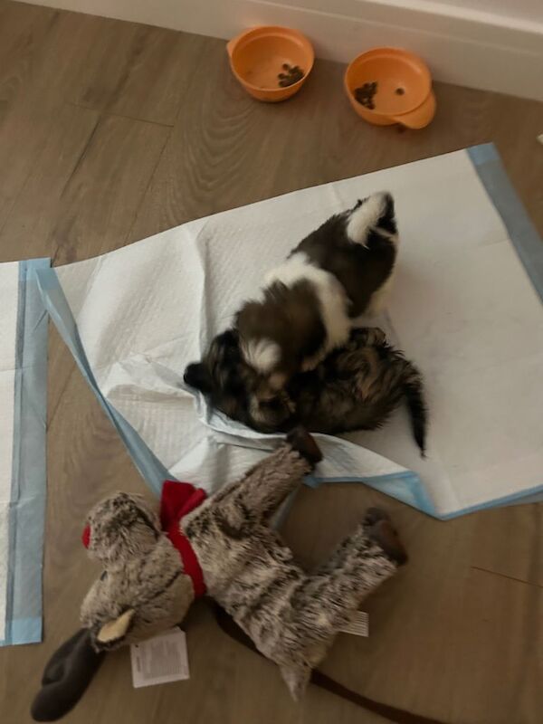 Shih Tzu puppies for sale in Chapelhall, Lanarkshire – 8 weeks old - Image 3 of 3