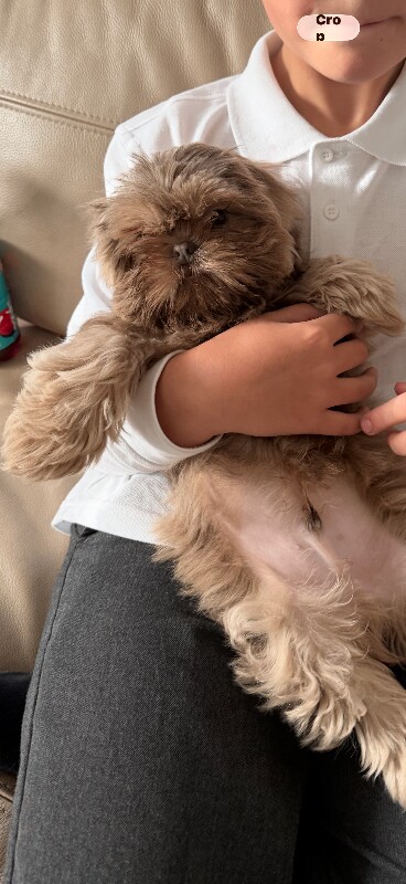 Liver nosed lavender imperial shihtzu