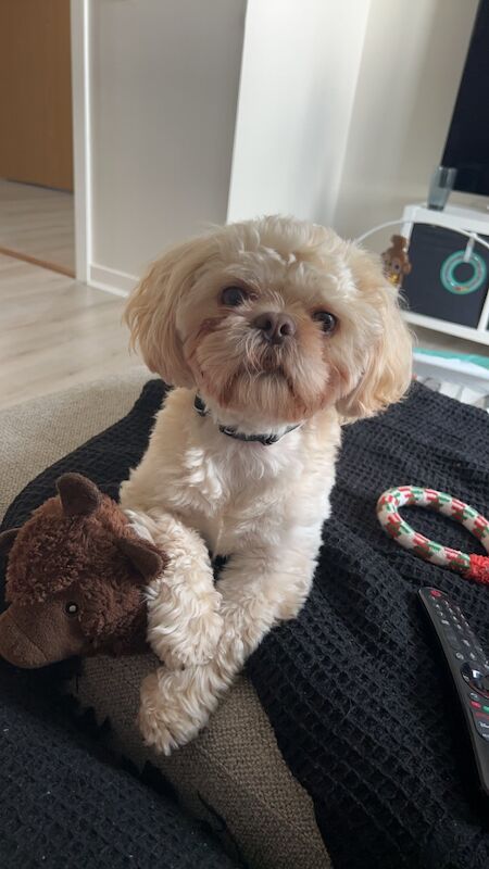 Shih Tzu Dogs And Puppies For Adoption