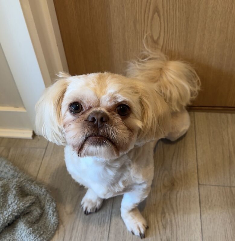 Loki - 3 years old Shih Tzu - Image 5 of 6