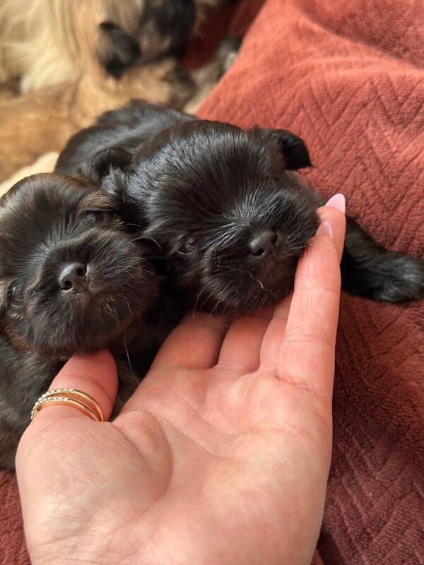 Looking for loving homes for three little bundles of joy! 💖🐶 for sale in Huntingdon, Cambridgeshire