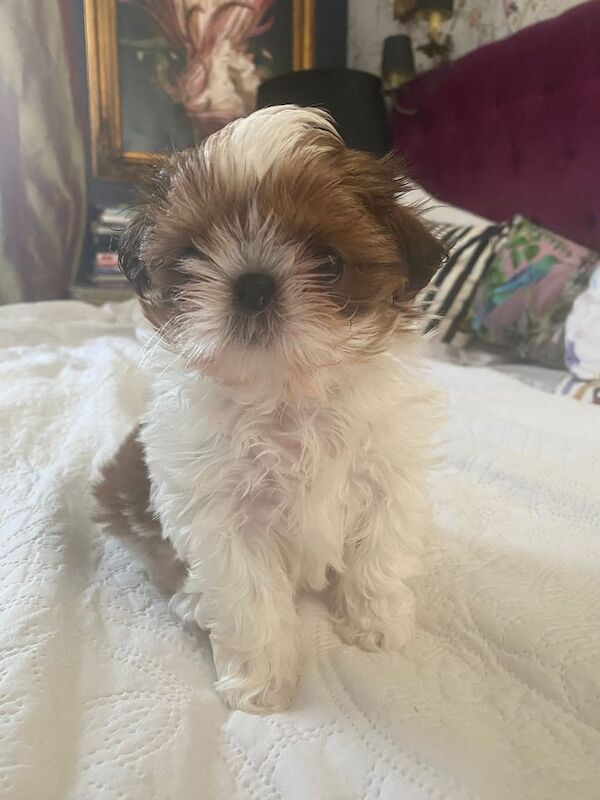 Shih Tzu puppies for sale in North Hayling, Hampshire – 7 weeks old