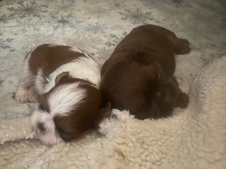 Shih Tzu puppies for sale in North Hayling, Hampshire – 7 weeks old - Image 2 of 3