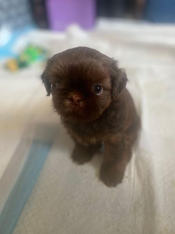 Shih Tzu puppies for sale in North Hayling, Hampshire – 7 weeks old - Image 3 of 3