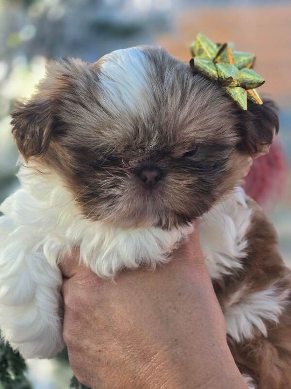 Shih Tzu Puppies For Sale