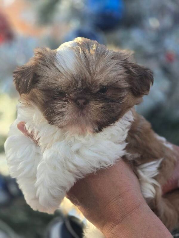 Shih Tzu puppies for sale in Witham, Essex – 3 months old - Image 2 of 4